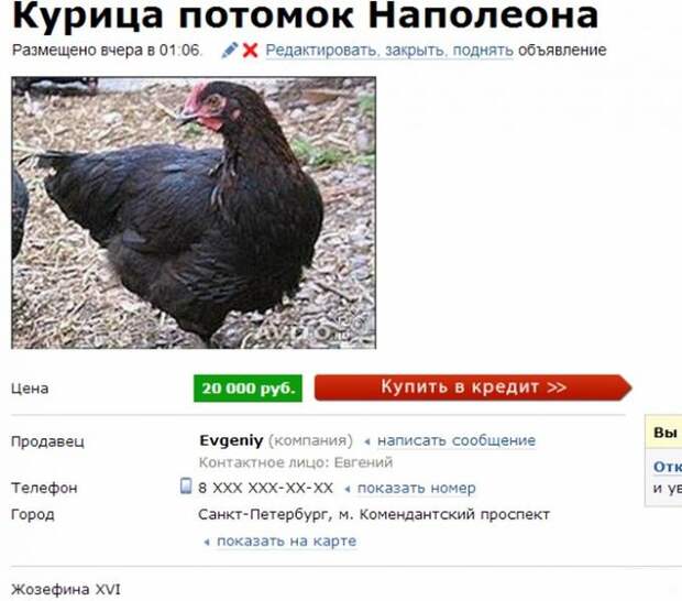 26. Император пустил корни. авито, гений, юмор