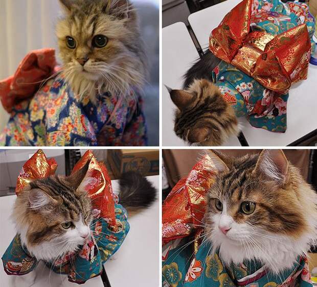 коты в кимоно, Япония