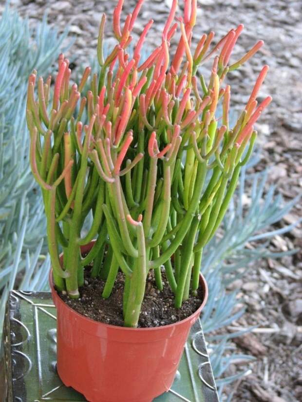 9. Euphorbia Tirucalli 9. Euphorbia Tirucalli дом, растения