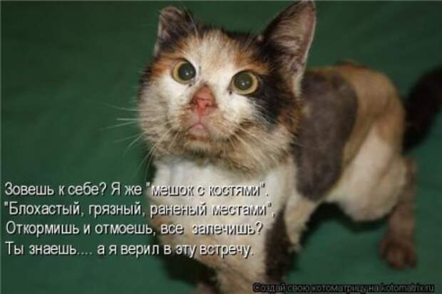 Котоматрица, прикольные коты с надписями.