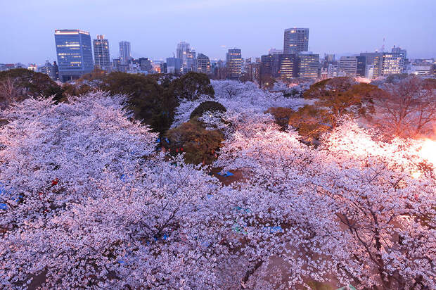 cherry k Самые красивые фотографии цветения сакуры в 2014 м году