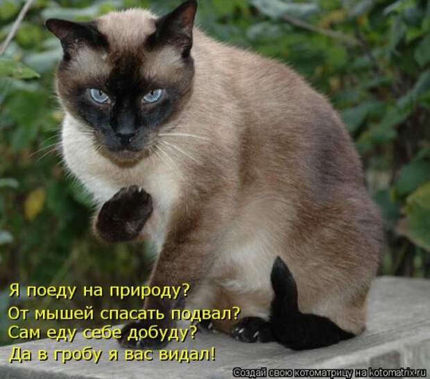 Котоматрицы(картинки с надписями)