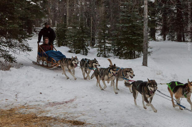 Ездовые собаки на горнолыжном курорте Aspen Snowmass