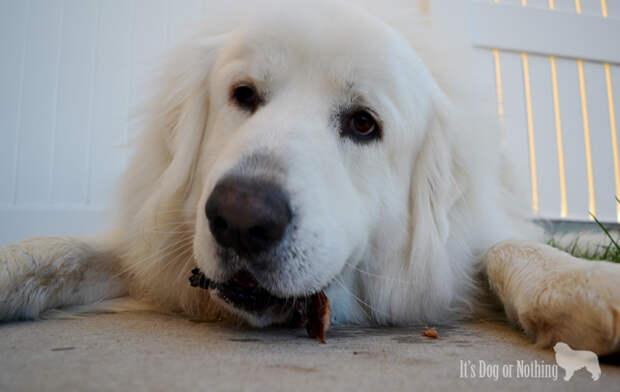 Great Pyrenees with Brothers Complete dog treats