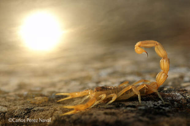 Карлос Перес Нава «Скорпион на солнце»