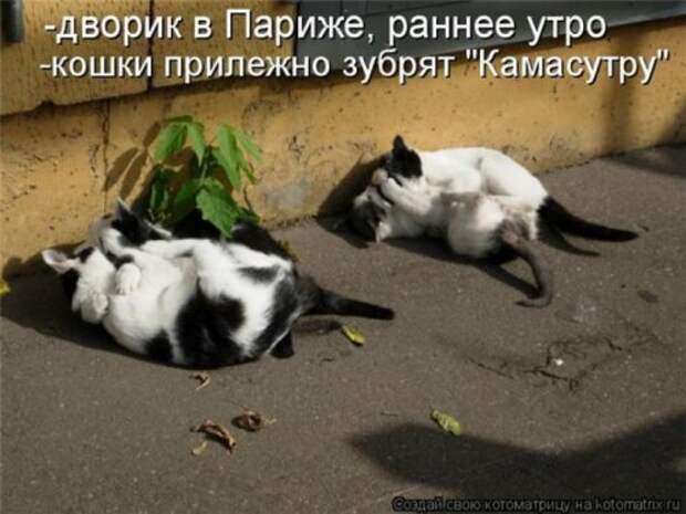Животные мысли вслух Животные мысли вслух