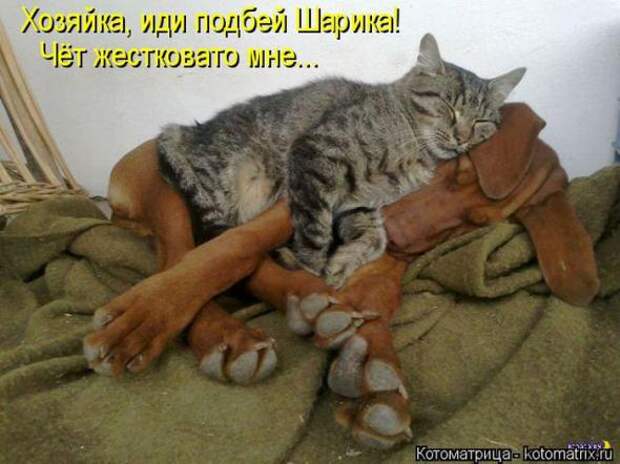 Котоматрицы (картинки с надписями)