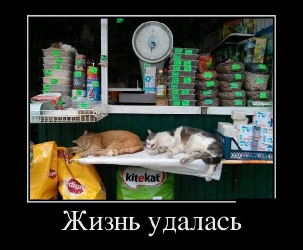 Новые воскресные демотиваторы