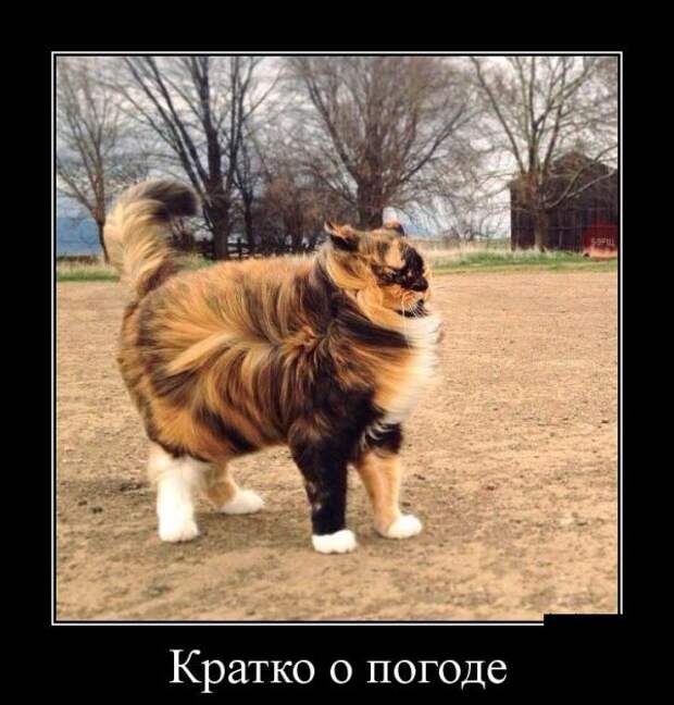 Подборка демотиваторов, которые поднимут вам настроение! демотиватор, юмор