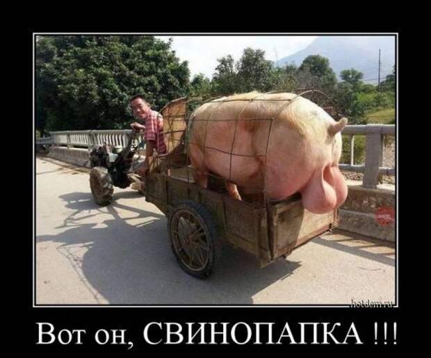 Пачка демотиваторов. Посмотри и улыбнись!