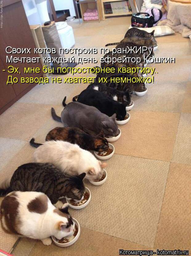 Котяры на приколе и их шаловливые друзья (35 фото)