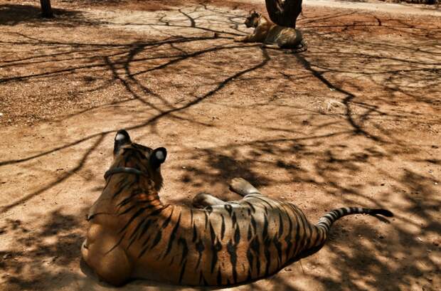 Тигры в абсенте животные, тигр