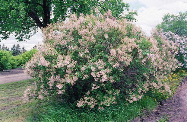 Сирень китайская Lilac