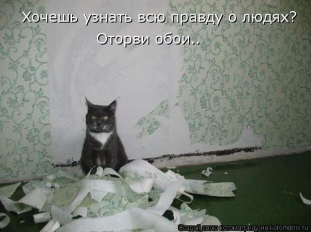 Новая котоматрица для всех (23 фото)