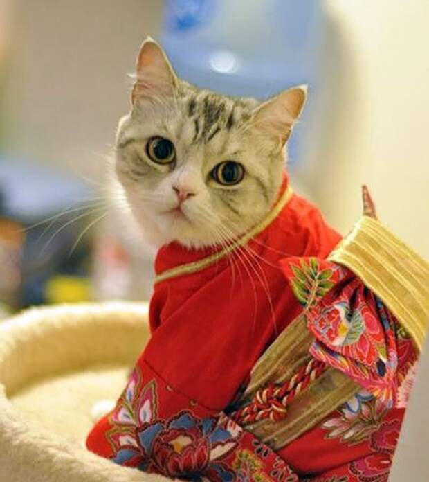 коты в кимоно, Япония