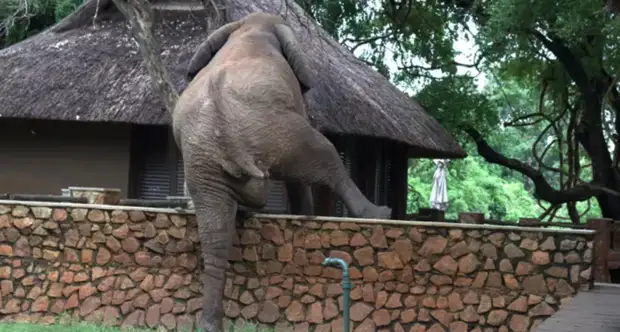 Огромный слон перелез через забор, чтобы украсть манго