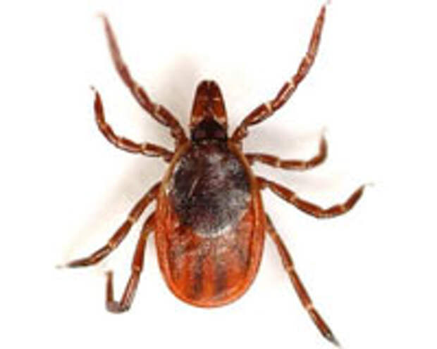Ixodes ricinus, Ixodes persulcatus
