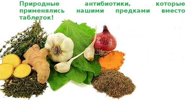 natural-antibiotics-elders-used-instead-pills