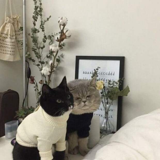 КОТОприколы