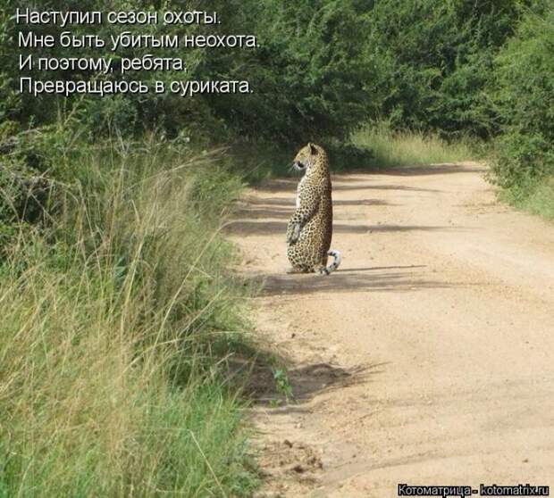 Котяры на приколе и их шаловливые друзья (35 фото)