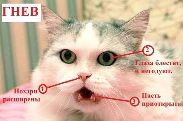 Как узнать, врет Вам кошка или нет? Как узнать, врет Вам кошка или нет? вранье, животные, кошка