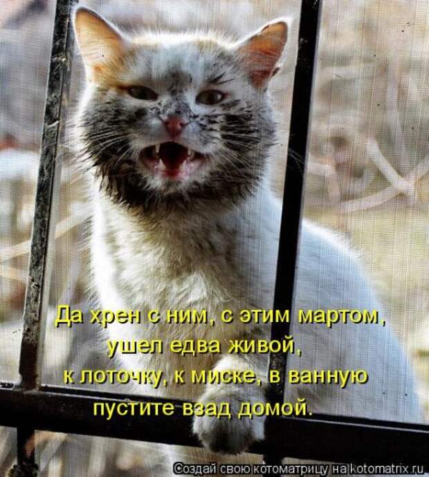 Новая котоматрица (30 фото)