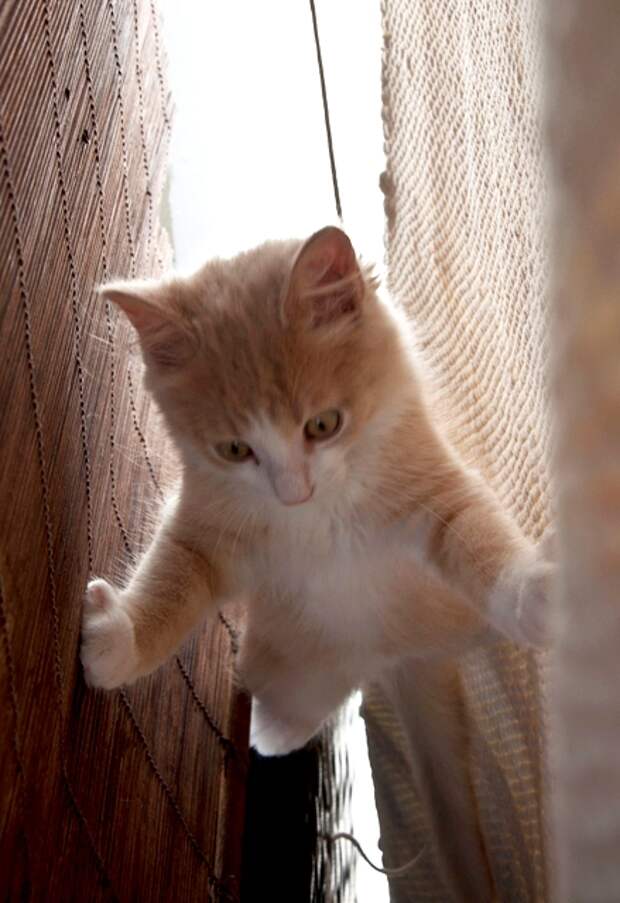 Коты-ниндзя. Фото