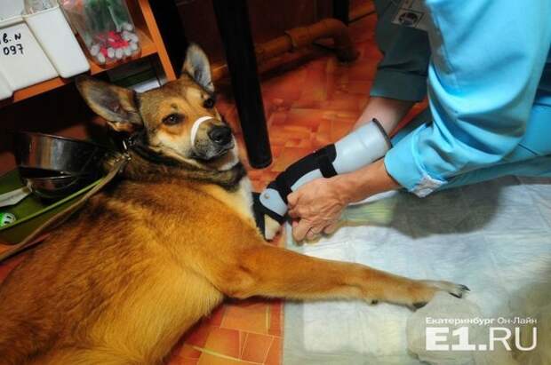 Поставить безлапых собак на лапы: в Екатеринбурге изготовили первый в России протез для животных