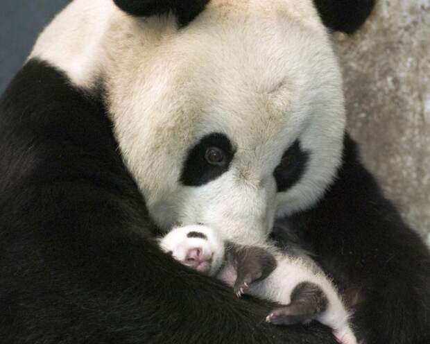Малыш панды