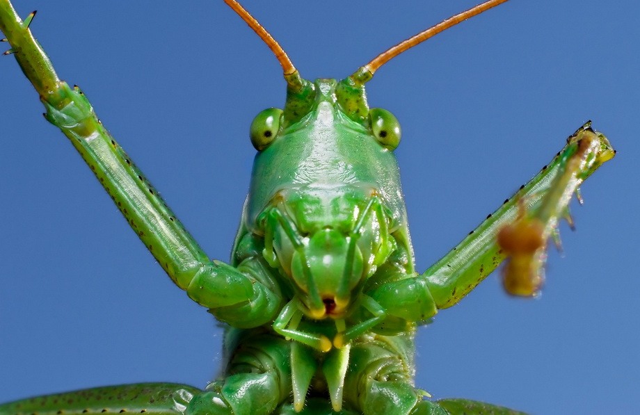 insects57 insects57 Портреты насекомых