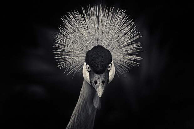 Птицы в фотографиях Antti Viitala