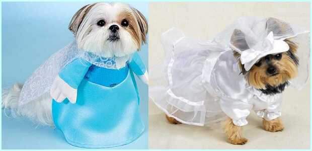 Hottest Halloween Costumes For Your Pet