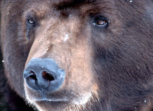 Полгода в клетке: жители Ленобласти и прокуратура борются за жизнь медведицы Маши