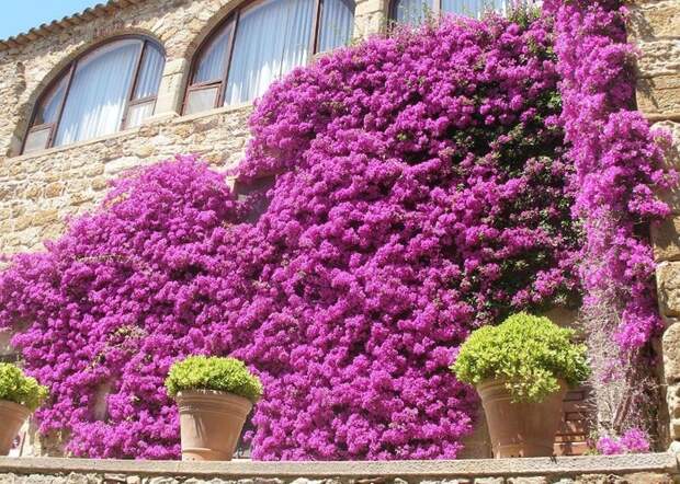 Японский сад (169) (700x499, 388Kb)