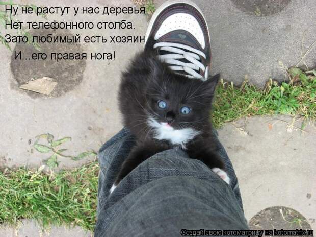 Котоматрица: Ну не растут у нас деревья. Нет телефонного столба. Зато любимый есть хозяин И...его правая нога!