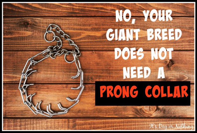 So many people assume that the only way to control a giant breed dog is through force such as a choke or prong collar. There are so many detriments to using such an aversive tool. Thankfully, there are better ways to ensure your dog doesn't pull you down the street.