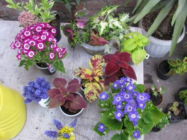 Советы по высадке рассады цветочных культур