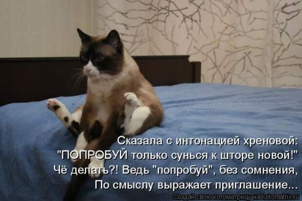 Лучшие котоматрицы недели