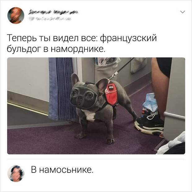 kommentariev-smeshnyh-podborka-kartinki-smeshnye-kartinki-fotoprikoly