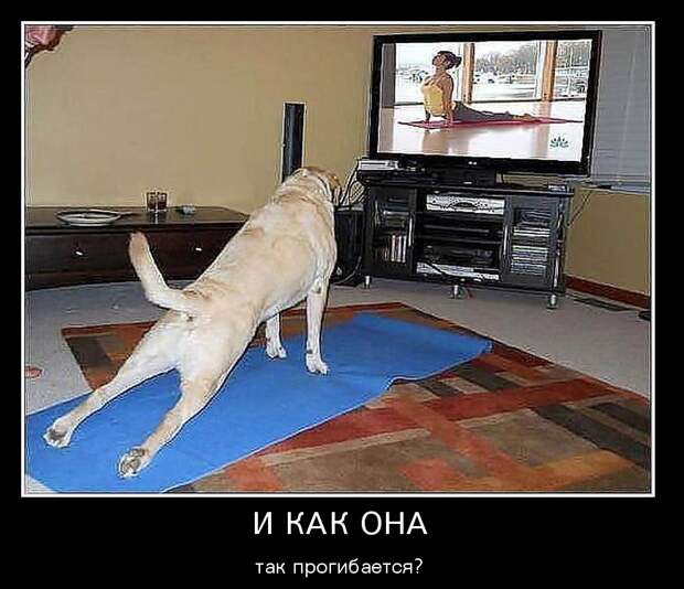 Демотиваторы демотиваторы, животные, прикол, юмор
