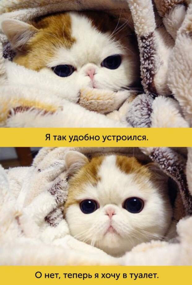 15 котов, мимике которых можно только позавидовать 15 котов, мимике которых можно только позавидовать животные, коты, факты