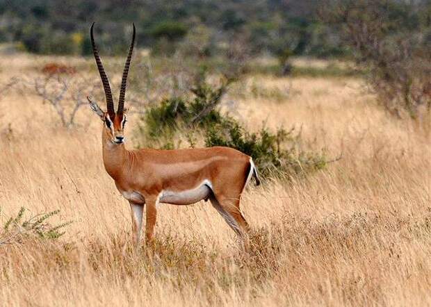 Газель Гранта (Gazella granti) фото копытные картинка