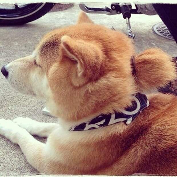 Собаки с гульками,  #DogBun