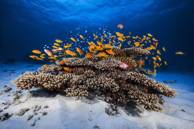 Морская жизнь.  животные, подводная съемка, рыбы, фото