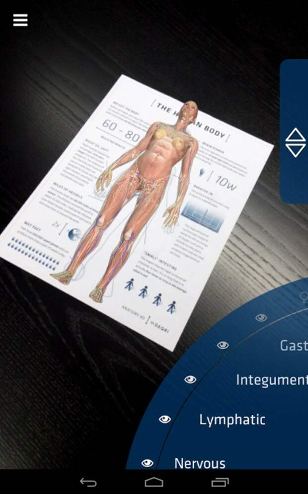 Anatomy1