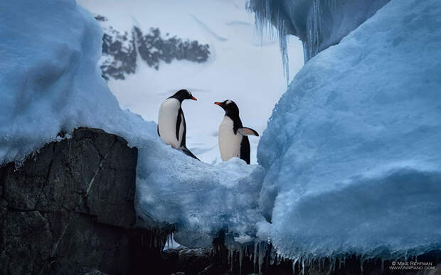 Два пингвина  Антарктика, фотография