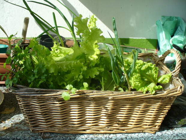 Лук вместе с зеленными культурами в самодельном контейнере из плотного полиэтиленового пакета, фото сайтаazbukadachi.ru