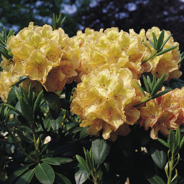 Rhododendron_Belkanto (500x500, 92Kb)