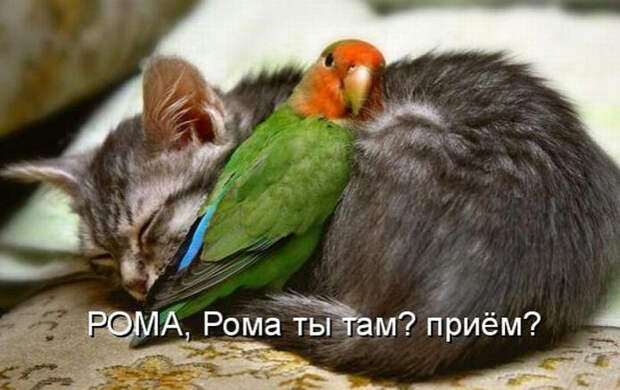 Смешные животные из КотоМатрицы (49 шт.)