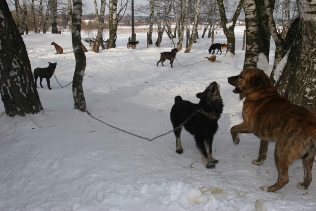 Глава СКР обратил внимание на жалобы жителей Свердловской области на бродячих собак